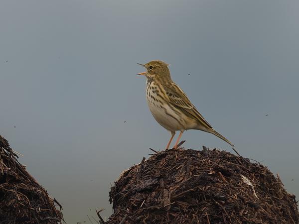 Meadow pipit (Anthus pratensis)